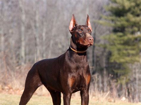 doberman pinscher for sale in oklahoma|doberman pinscher puppies near me.